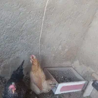 مرغ بومی|حیوانات مزرعه|خمینیشهر, |دیوار