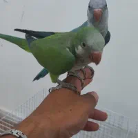 راهب سخنگو|پرنده|سمنان, |دیوار