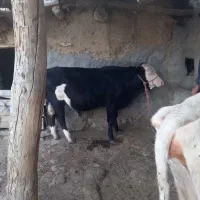 گوساله نر سمینتال