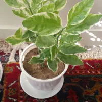 گل ستاره دریایی و گل صخره ای|گل و گیاه طبیعی|آذرشهر, |دیوار