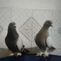 کبوتر ترکیه ایناق وتزمین|پرنده|گرمی, |دیوار