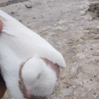 کبوتر|پرنده|مریوان, |دیوار