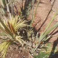 بچه نخل برحی