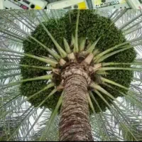 نهال درخت خرما از نوع ربی