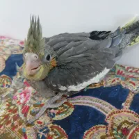 جوجه عروس هلندی