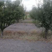 باغچه سنددار 530 متری کیلومتر4جاده تاناکورا|فروش دفتر صنعتی، کشاورزی، تجاری|ارومیه, |دیوار