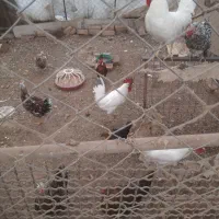 سه تا خروس سفید