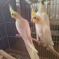 عروس هلندی|پرنده|زنجان, |دیوار