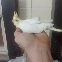 جوجه عروس هلندی|پرنده|قم, شهرک مهدیه (مدرس)|دیوار