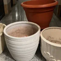 گلدان|گل و گیاه طبیعی|تهران, پاسداران|دیوار