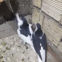 کفتر|پرنده|تربت جام, میرقوام الدین|دیوار