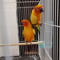 طوطی خورشیدی مولد کار داده