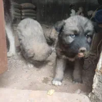 هاسکی