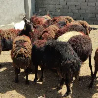 میش بره دارافشاری