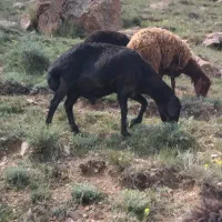گوسفند|لوازم جانبی حیوانات|نمین, |دیوار