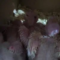 عروس هلندی لوتینو یا زعفرانی سرلاکی