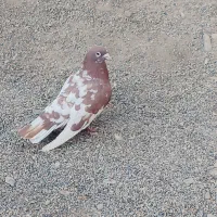 کبوتر نر|پرنده|جزنیک, |دیوار