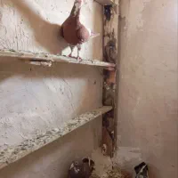کفتر. پلنگ|پرنده|زاهدان, |دیوار