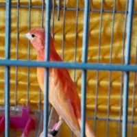 قناری جفت|پرنده|اردبیل, |دیوار