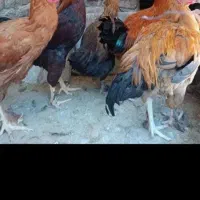 فروش خروس جوان سالم وسنگین وزن|حیوانات مزرعه|هشتگرد, هشتگرد قدیم|دیوار
