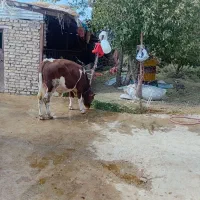گوساله اصل سیمنتال|حیوانات مزرعه|ایجرود, |دیوار
