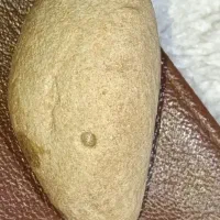 اصل آریایی|کلکسیون و سرگرمی|کرمانشاه, |دیوار