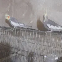 پرنده عروس هلندی دستی جفت و تک