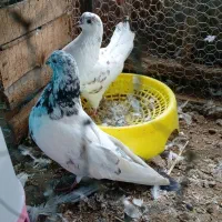 کبوتر پرشی ساعت بالا