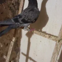 دورگ چاشنی بازی|پرنده|اصفهان, دهنو|دیوار