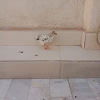 جوجه مرغ و خروس|حیوانات مزرعه|قم, نیروگاه|دیوار
