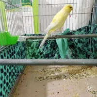 سلام یک عدد قناری نر