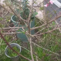 نهال هلو الوچه شلیل انار انجیر به انبوه فوجیا