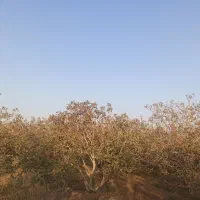 باغ پسته