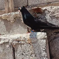 سیاه صرب