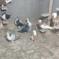 کبوتر رنگی اث|پرنده|تاکستان, |دیوار