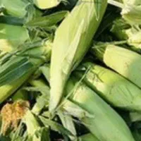بچه بلال و شیربلال تازه|خوردنی و آشامیدنی|اسلام‌شهر, شهرک قائمیه|دیوار