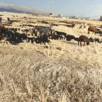 بزفروشی|حیوانات مزرعه|دورود, |دیوار