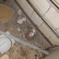 یک جفت کفتر با جوجه