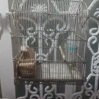 قفس دست باف سهره|لوازم جانبی حیوانات|اهواز, پردیس دو|دیوار