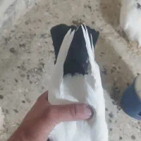 جوجه دم سیاه