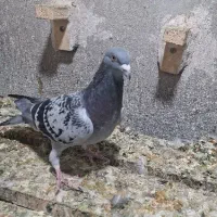 کفتر پلاکی شهری|پرنده|شیراز, کوشک میدان|دیوار