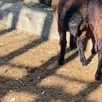 گوسفند بره ماده گوشتی|حیوانات مزرعه|آذرشهر, |دیوار