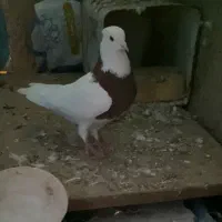 کفتر|پرنده|قزوین, |دیوار