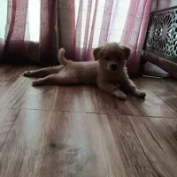 سگ پاپی بازی گوش|سگ|اصفهان, جلالیه|دیوار