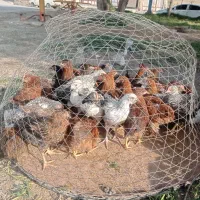 مرغ و خروس محلی