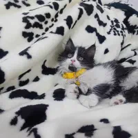 ۳ بچه گربه ۲ماهه|گربه|مشهد, ویلاشهر|دیوار