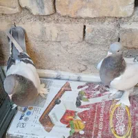 جفت سوسنی هل پاپر|پرنده|شیراز, جانبازان|دیوار