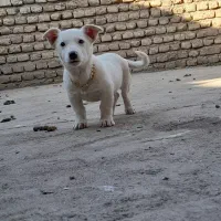 سگ پاکوتاه ۱ ساله
