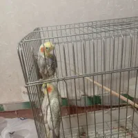 عروس هلندی نر و ماده مست تخم گذار