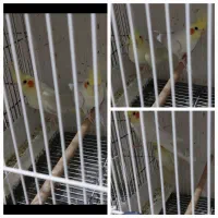 عروس هلندی مولد